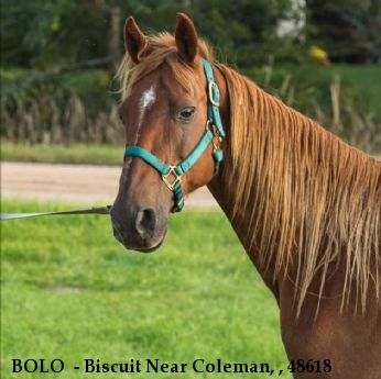 BOLO  - Biscuit Near Coleman, , 48618